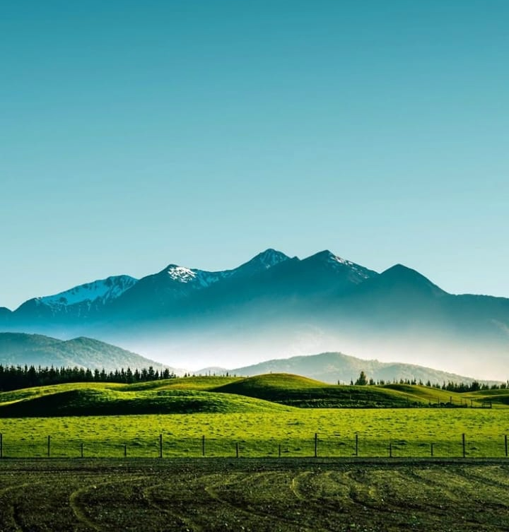 Greenery